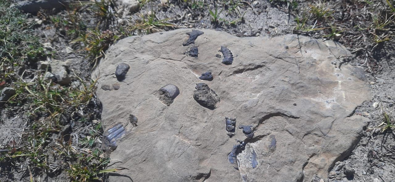 Ammonites fossil