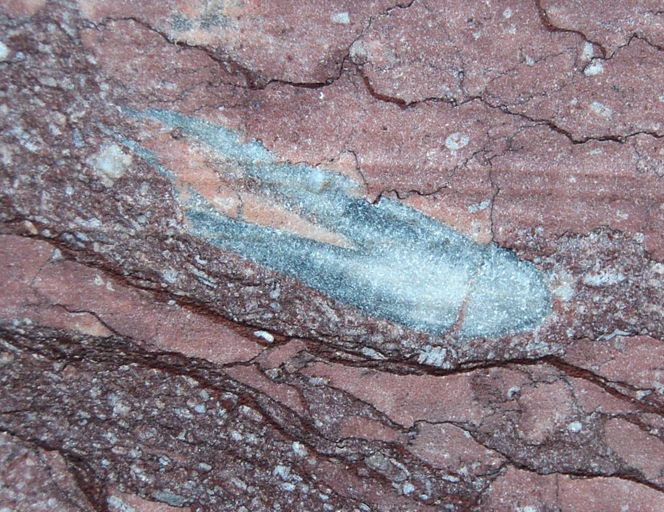 Belemnite fossil