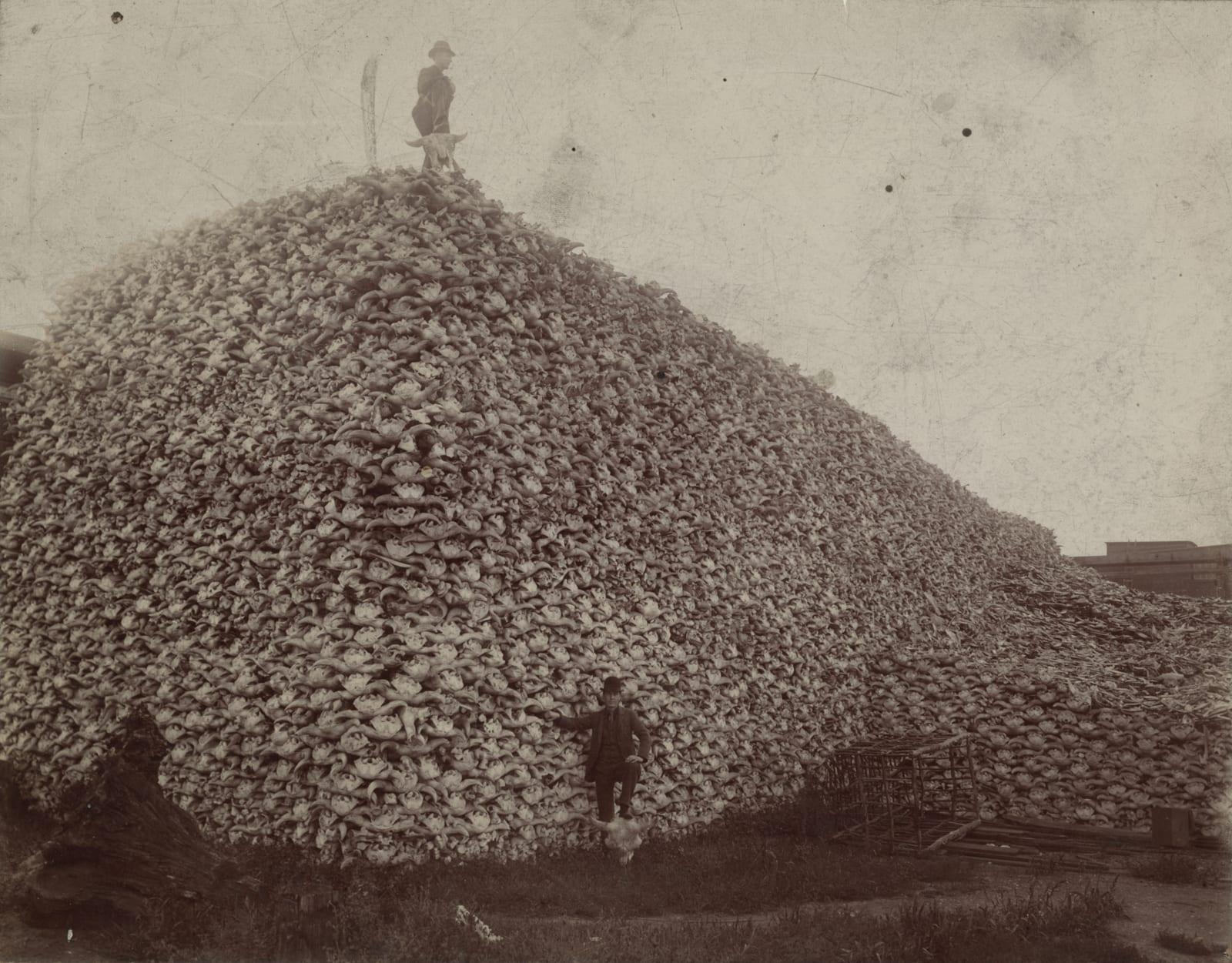 Bison Skull fossil