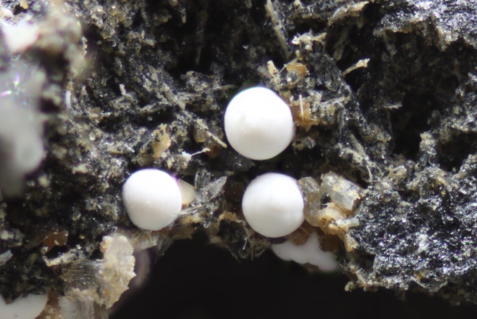 Blixite mineral