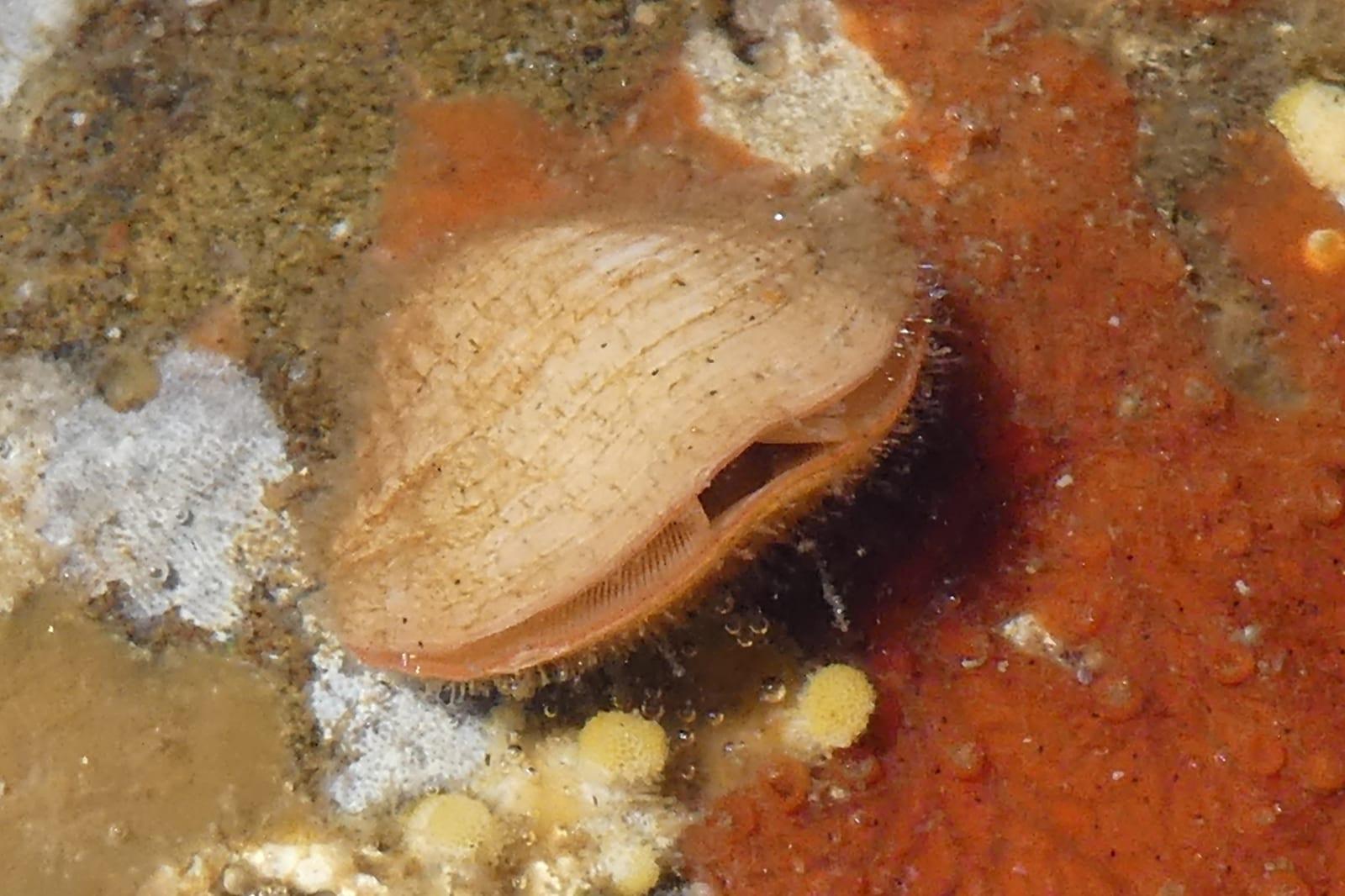Brachiopod fossil