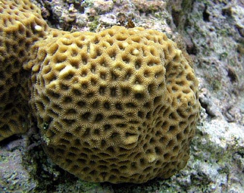 Brain Coral fossil