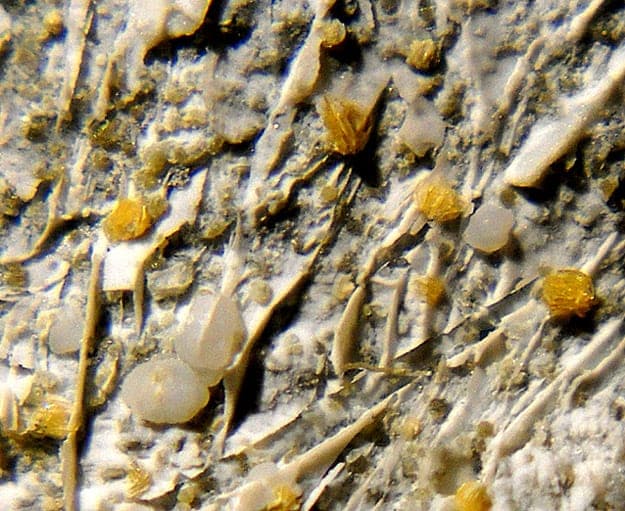 Cafetite mineral