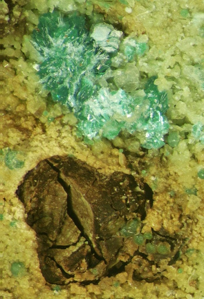 Clinoatacamite mineral