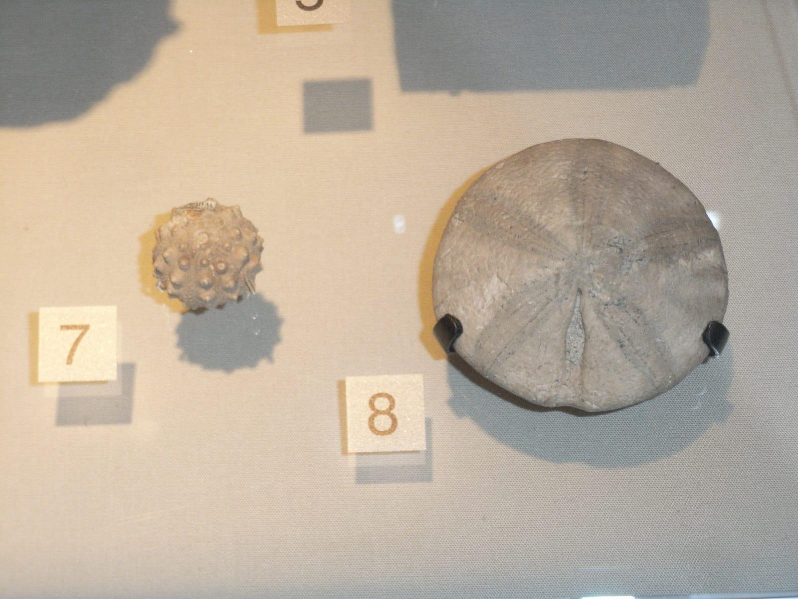 Echinoid fossil