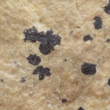 Edgarbaileyite mineral