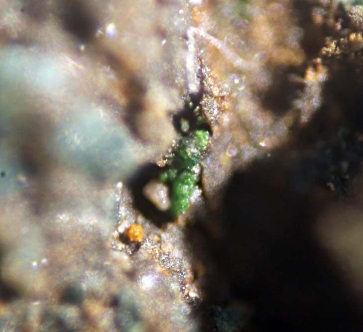 Favreauite mineral