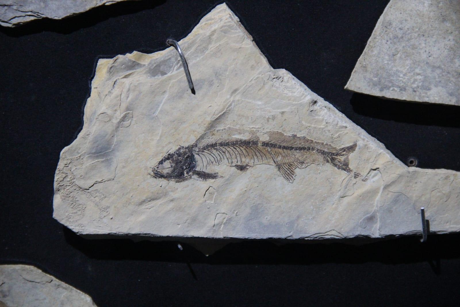 Fish Fossil fossil