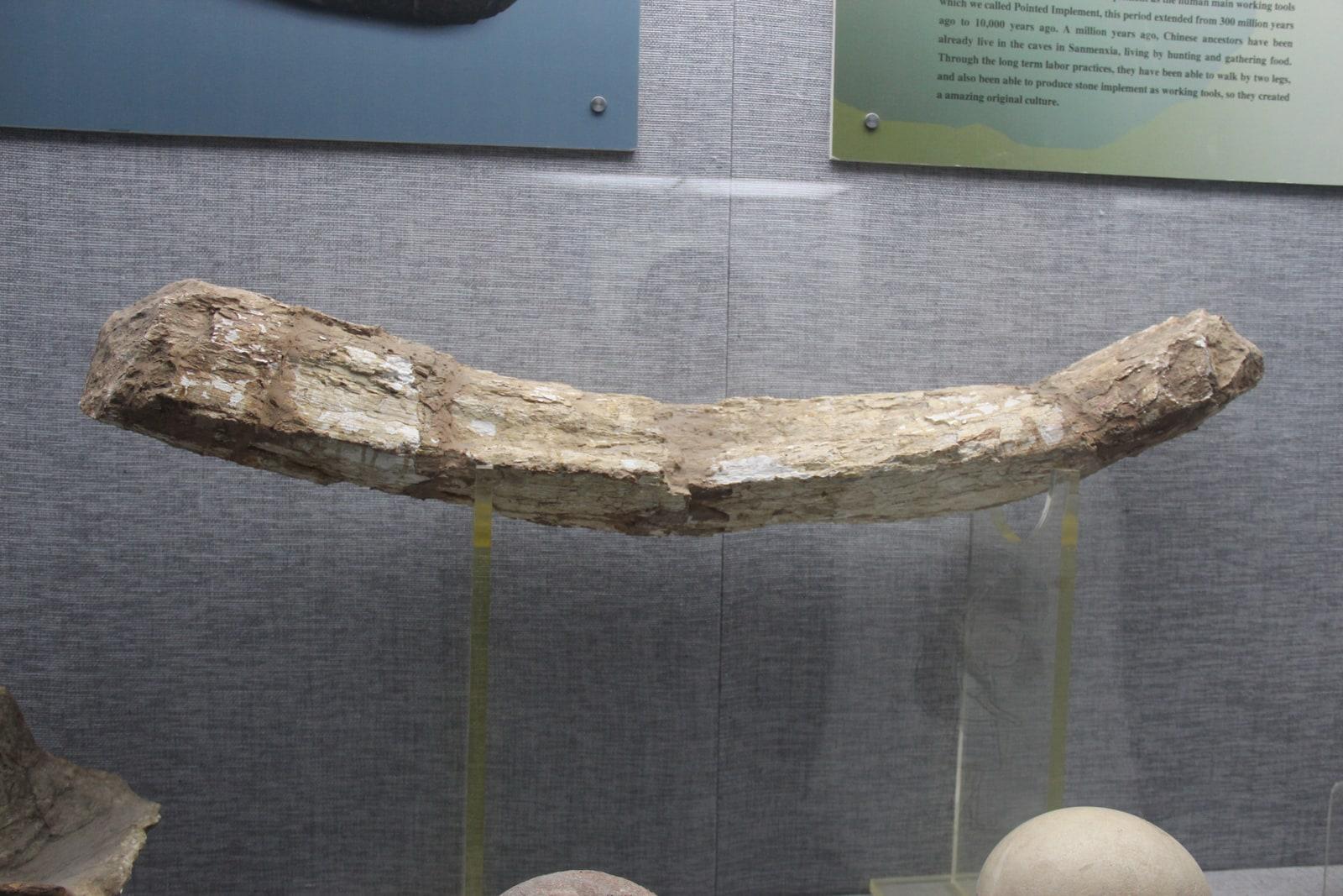 Fossilized Ivory specimen - Fossil Ivory Tusk