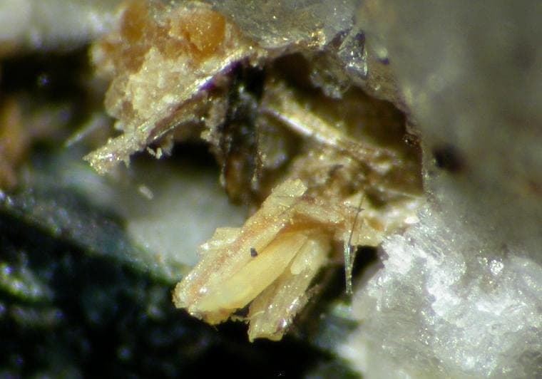 Gjerdingenite-Fe mineral — Gjerdingenite Fe 120479