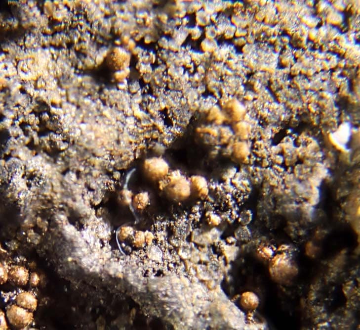 Grantsite mineral