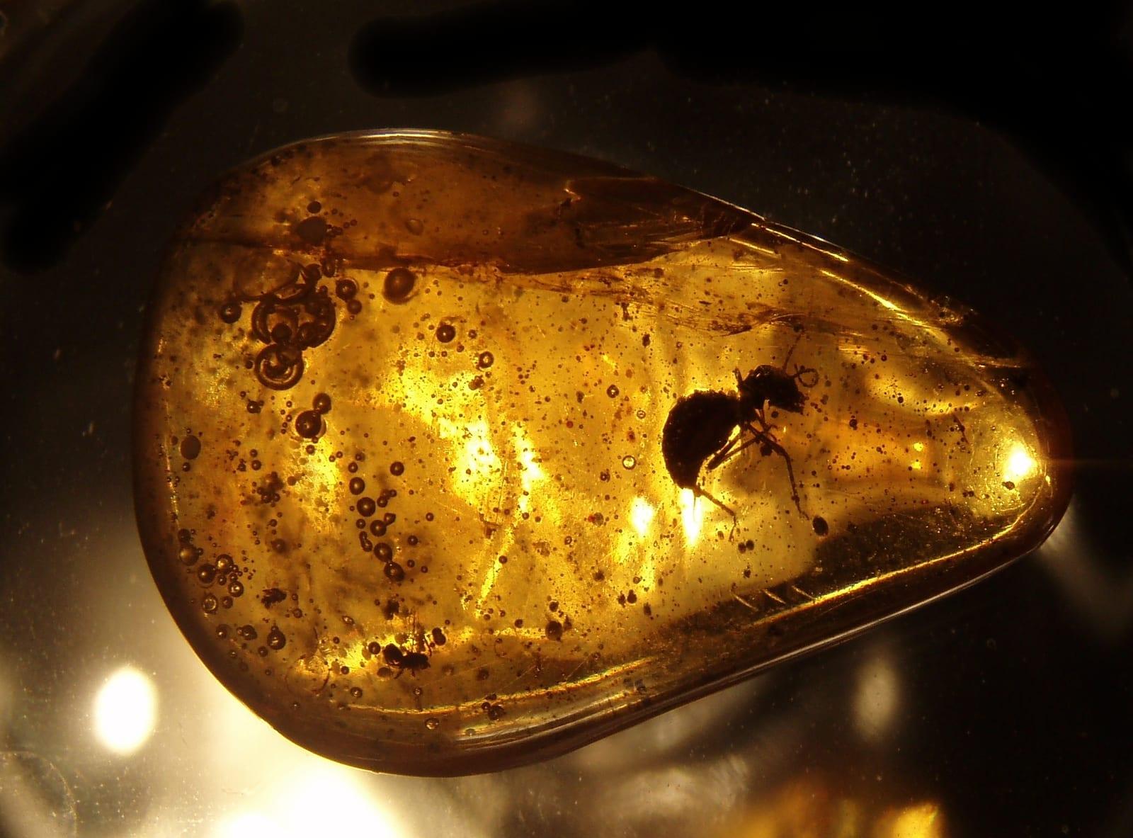 Insect in Amber fossil