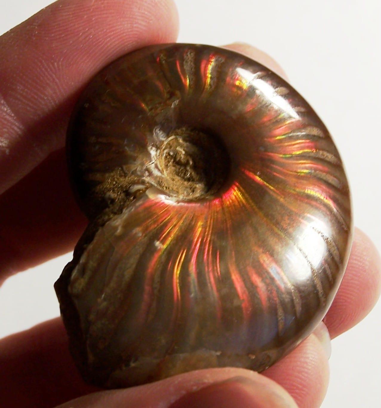 Iridescent Ammonite fossil — IridescentAmmonite