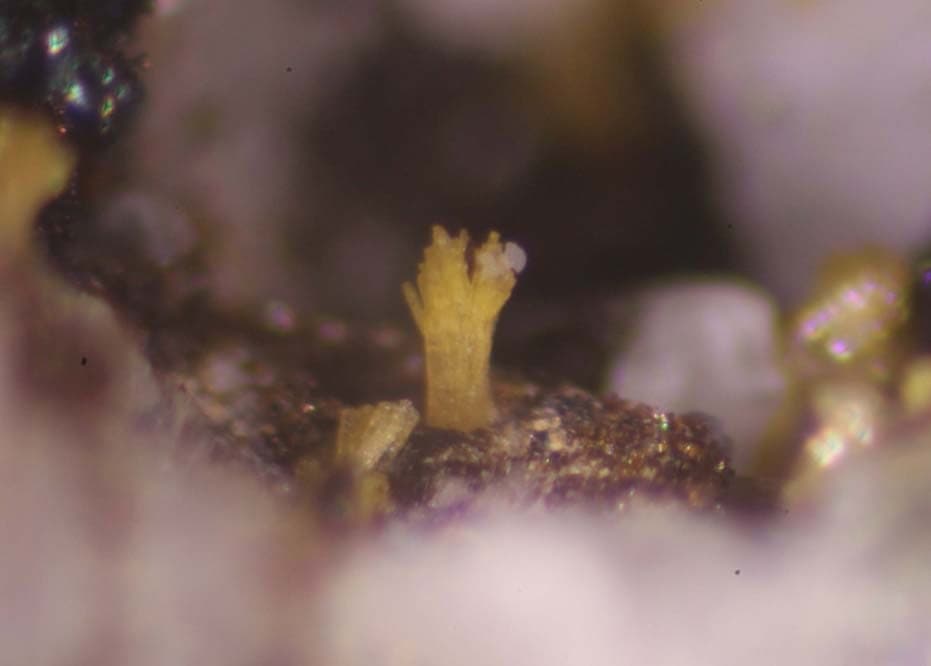 Jahnsite-(CaMnMn) mineral — Jahnsite (CaMnMn)