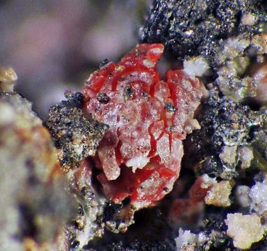 Litharge mineral