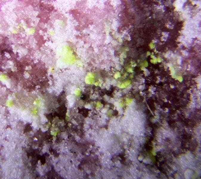 Manganoblödite mineral