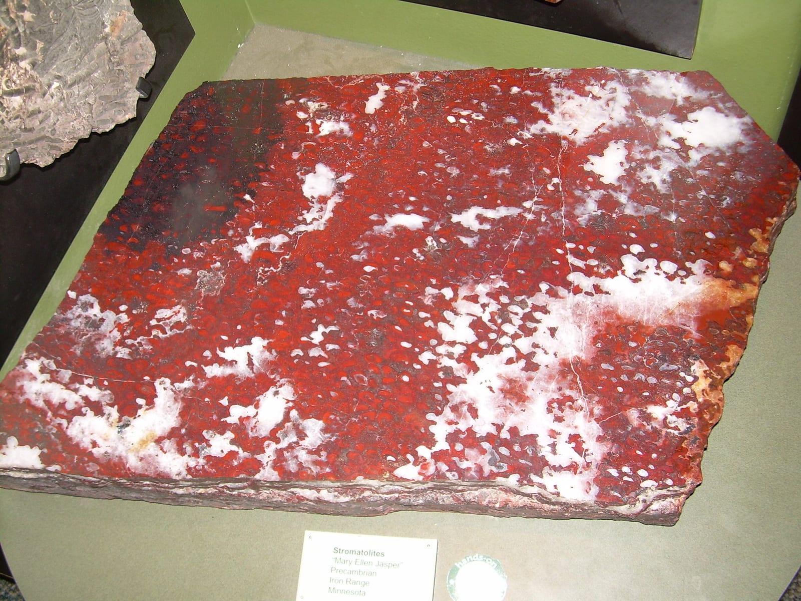 Mary Ellen Jasper fossil — Fossil stromatolites