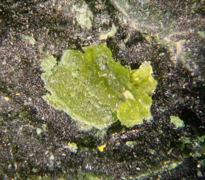 Otwayite mineral
