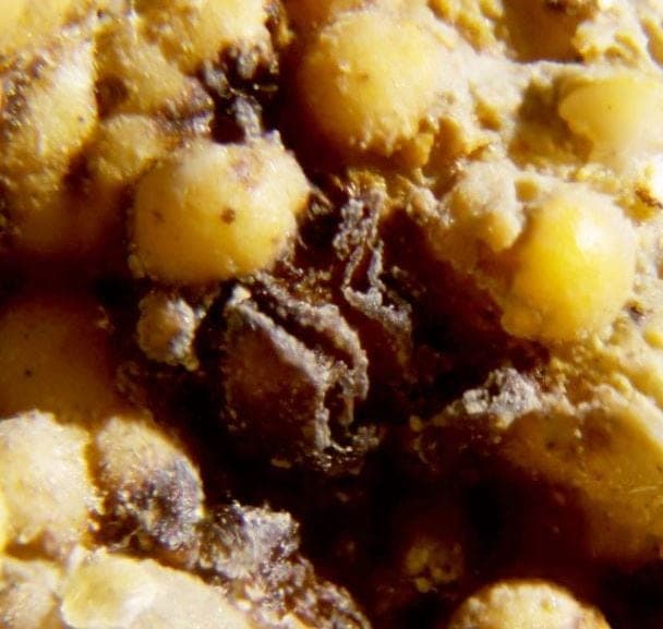 Pararobertsite mineral