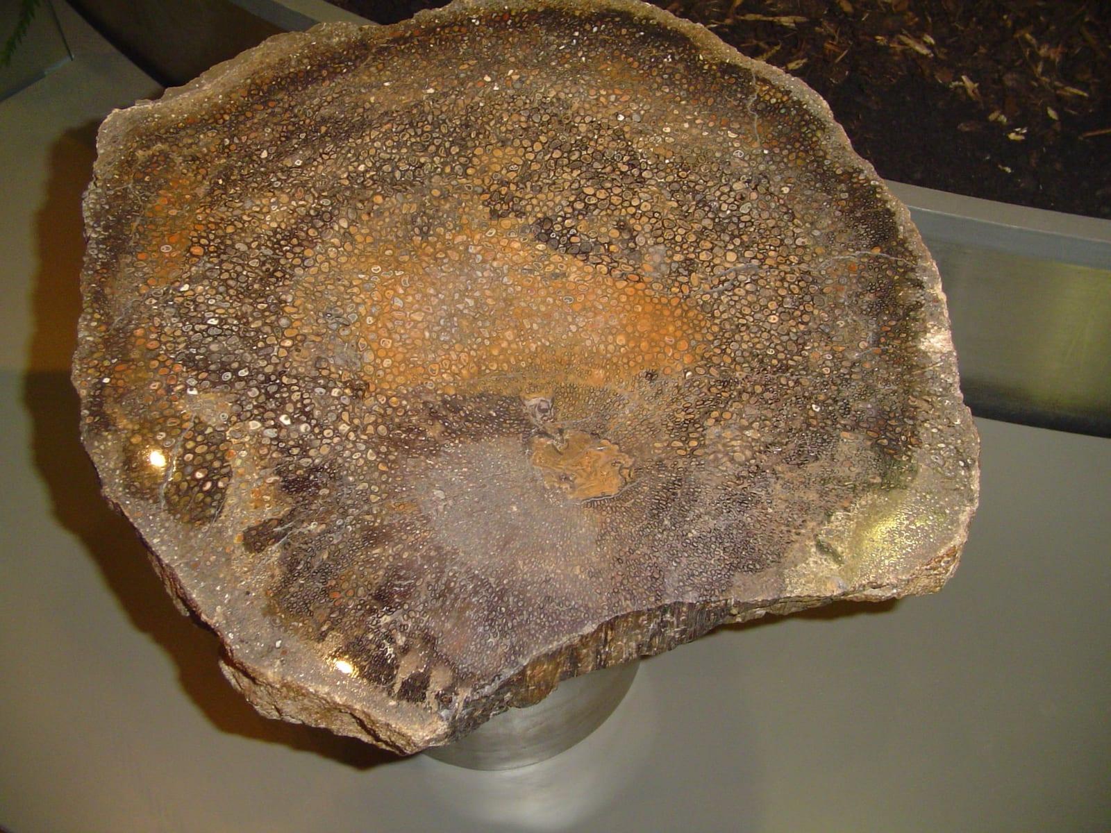 Petrified Palm Wood fossil — Palmoxylon   Wikipedia