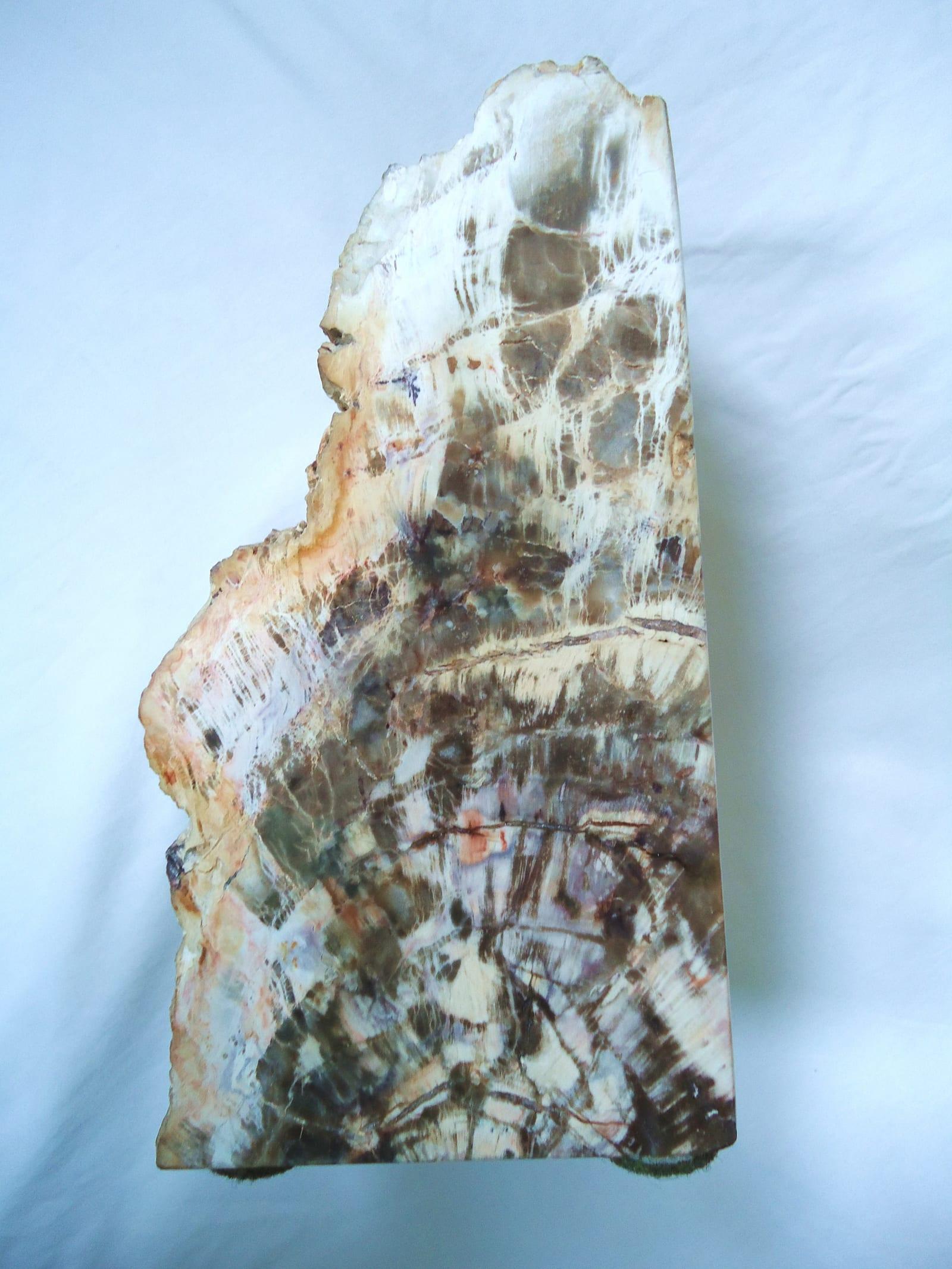 Petrified Wood fossil