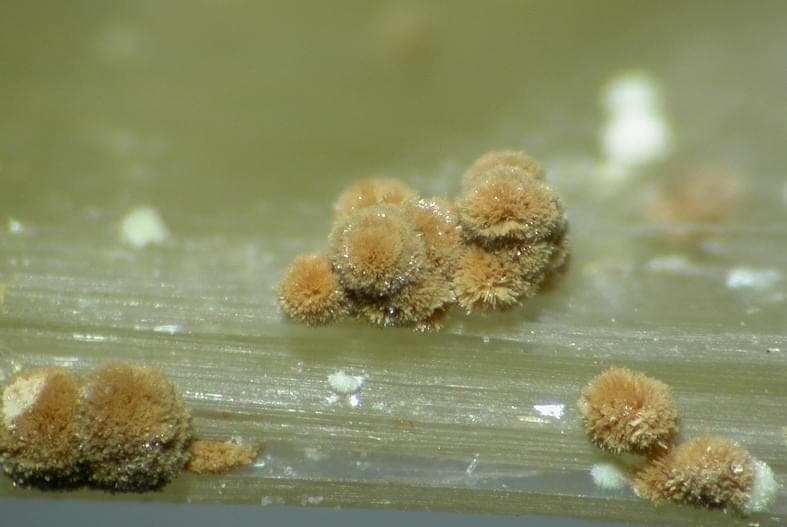 Ruifrancoite mineral