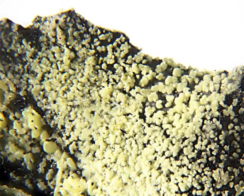 Shumwayite mineral