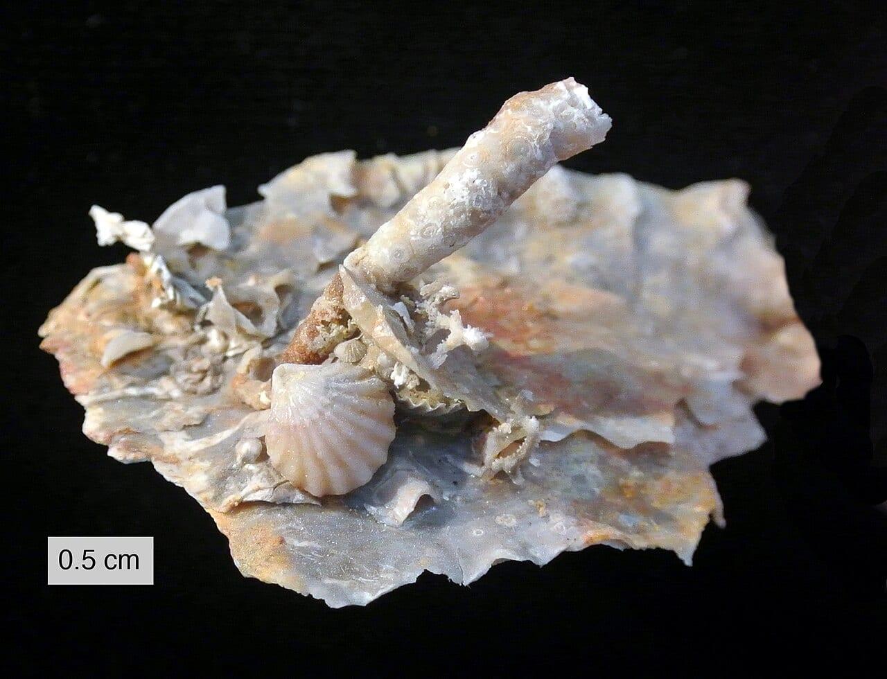 Silicified Fossils fossil — Silicification   Wikipedia