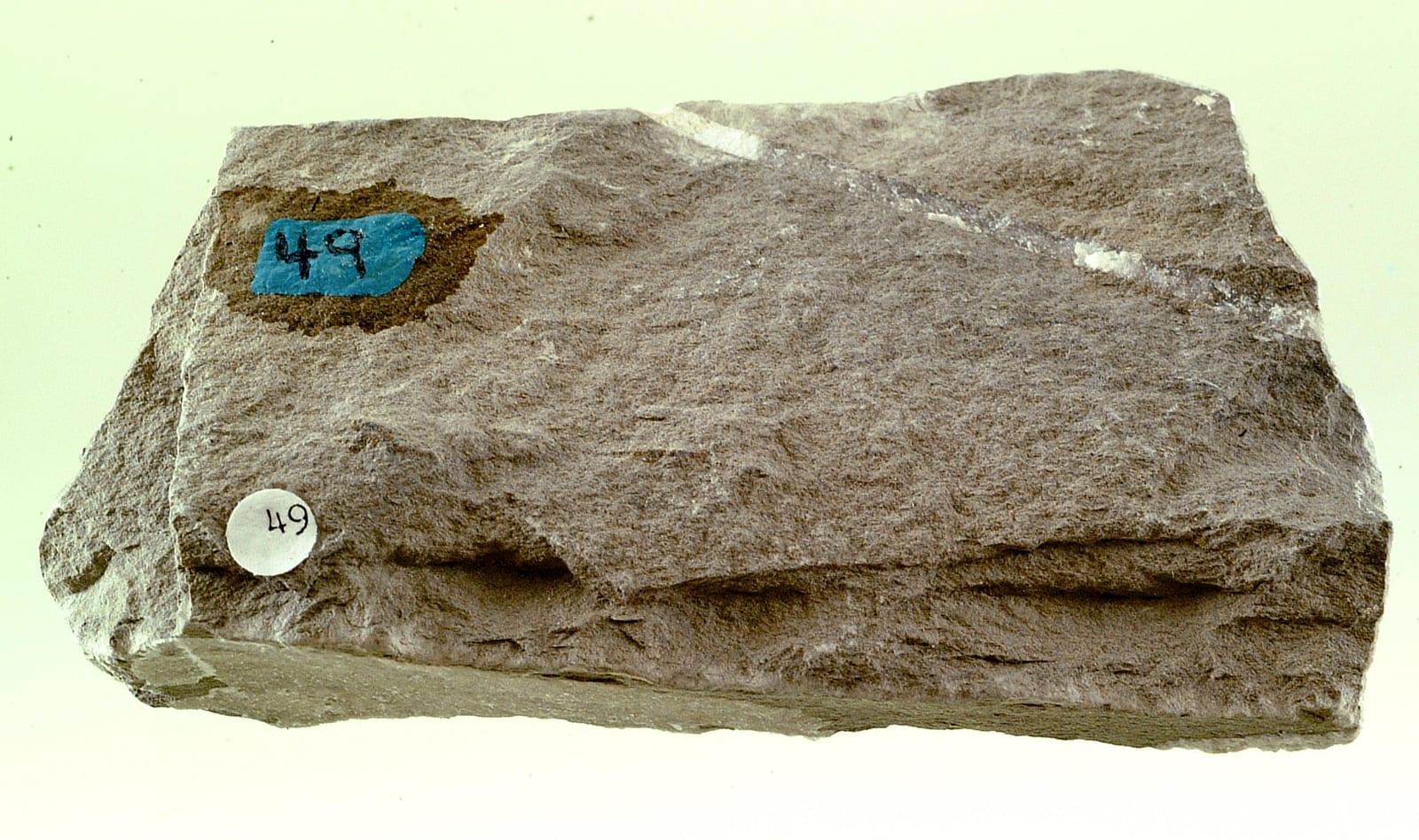Siltstone sedimentary
