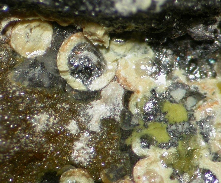 Smrkovecite mineral
