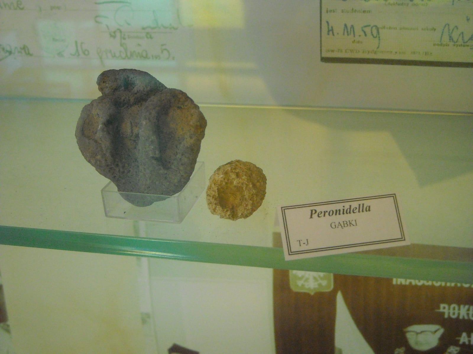 Sponge Fossil fossil — Fossil Sponge Peronidella