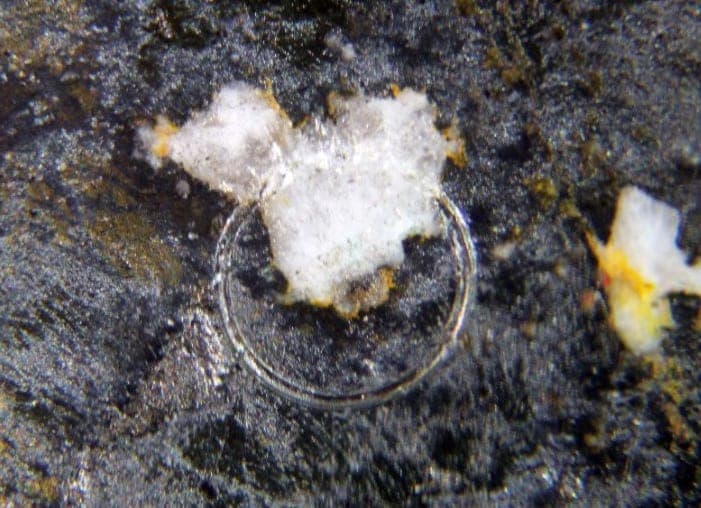Telluropalladinite mineral