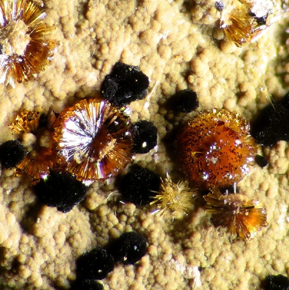 Whitmoreite mineral