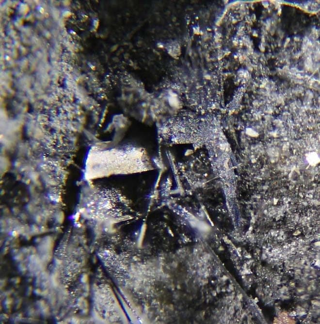 Wittite mineral