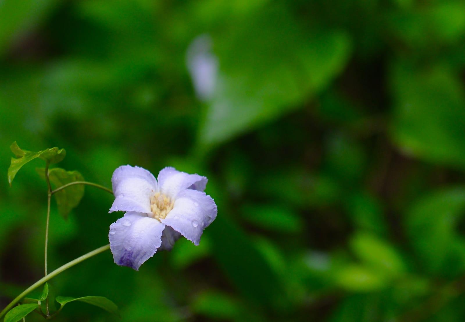 Clematis crispa (2017) at Unnamed Location (Magnet Cove area), Hot Spring County, Arkansas