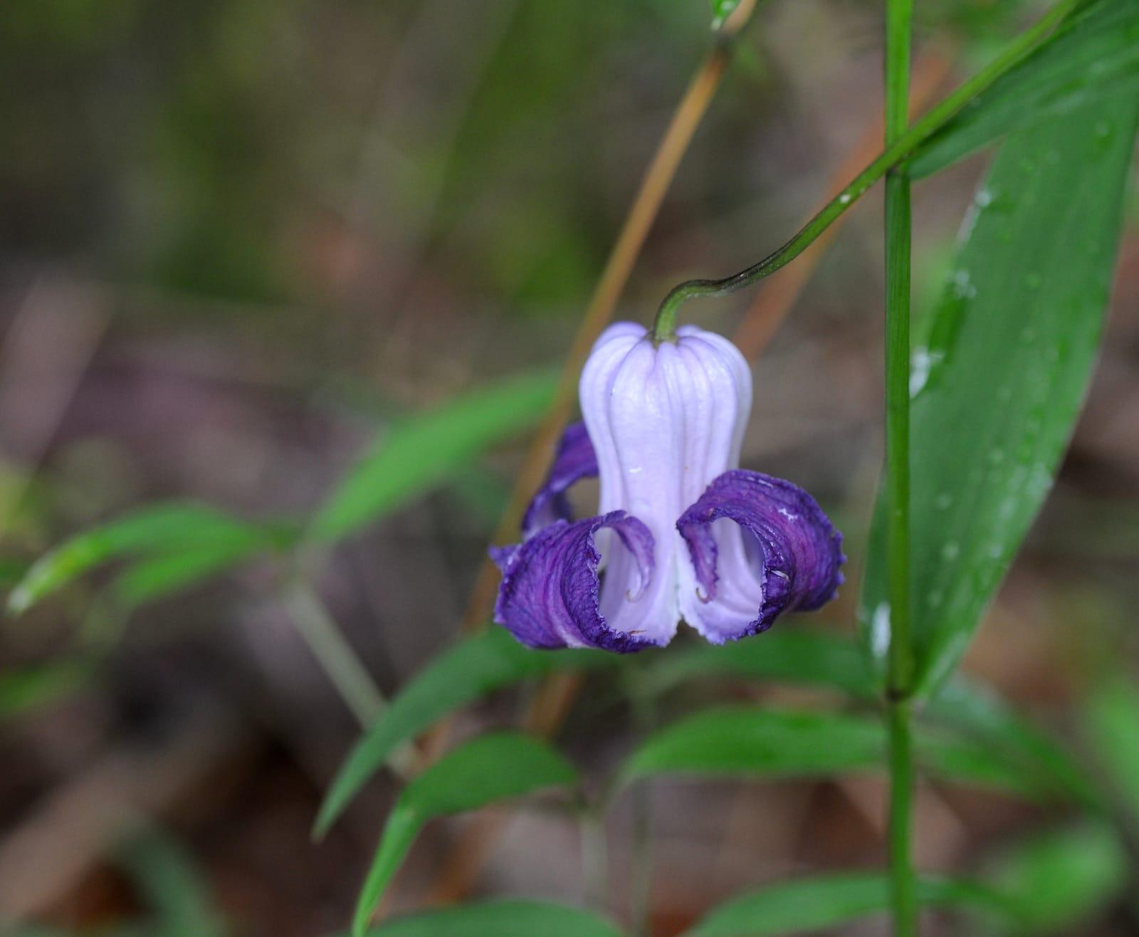 Clematis crispa   50234084048 at Unnamed Location (Magnet Cove area), Hot Spring County, Arkansas