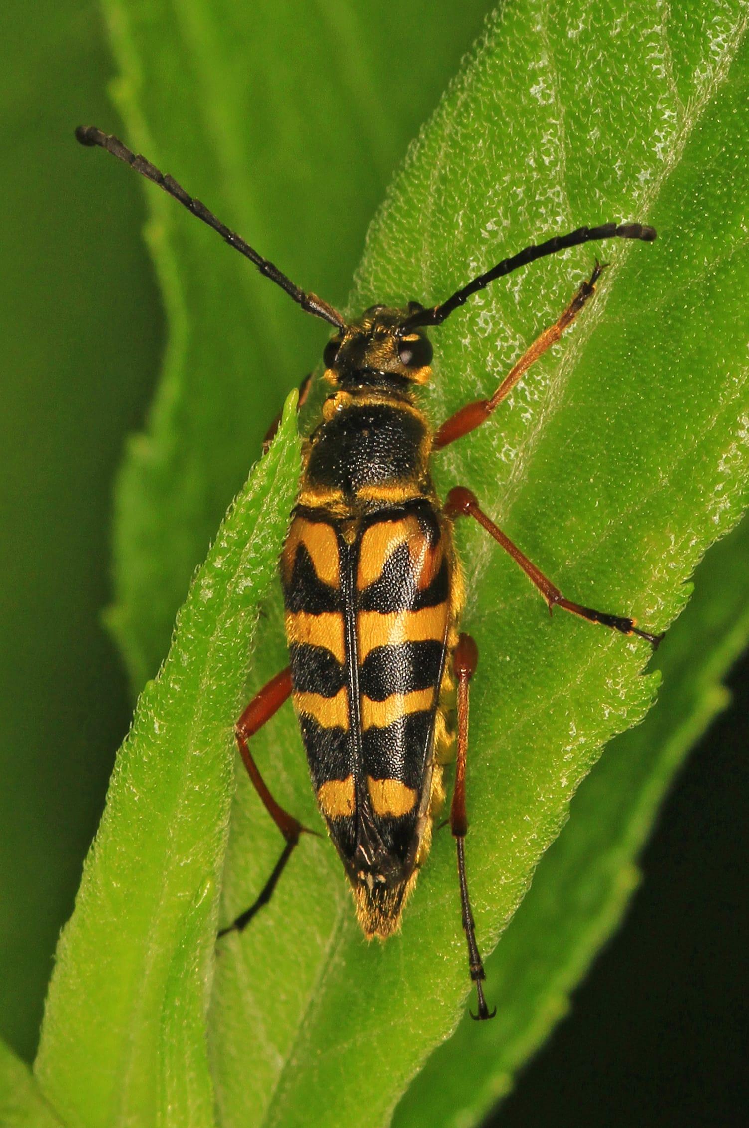 Long horned Beetle Typocerus velutinus, Crater of Diamonds State Park, Murfreesboro, Arkansas at Crater of Diamonds State Park, Pike County, Arkansas
