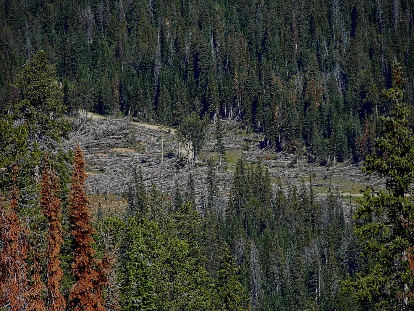 Abies lasiocarpa, subalpine fir | US Forest Service Research and Development at Zuni Mountains, Cibola County, New Mexico