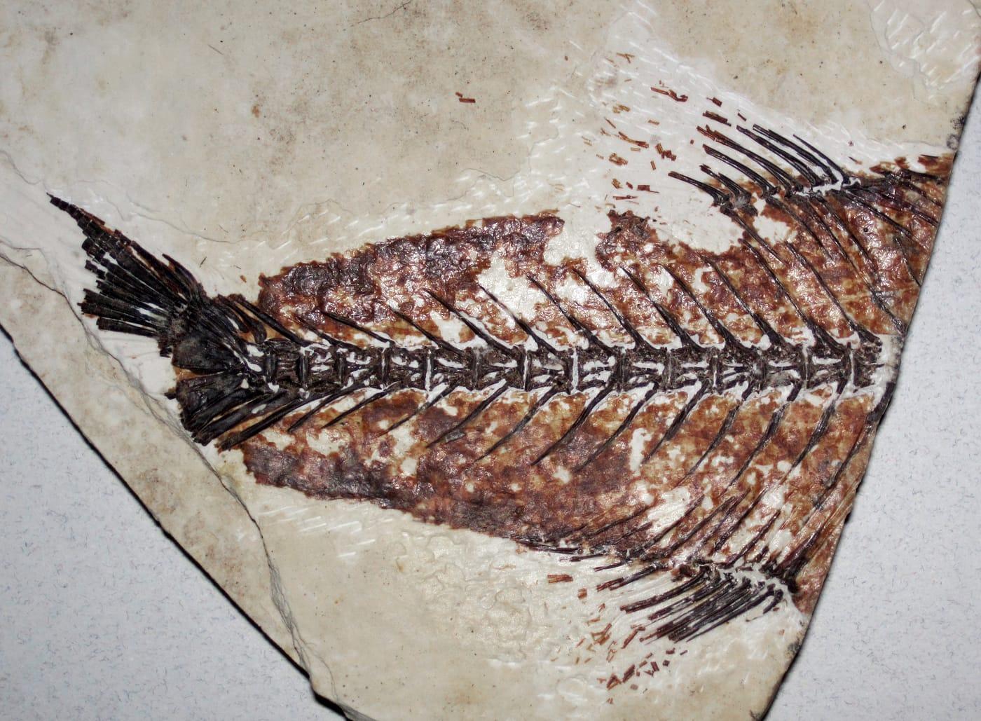 Fossil fish (Fossil Butte Member, Green River Formation, Lower Eocene; Ulrich's Fossil Quarry, west of Kemmerer, Wyoming, USA) 14 at Kemmerer, Lincoln County, Wyoming