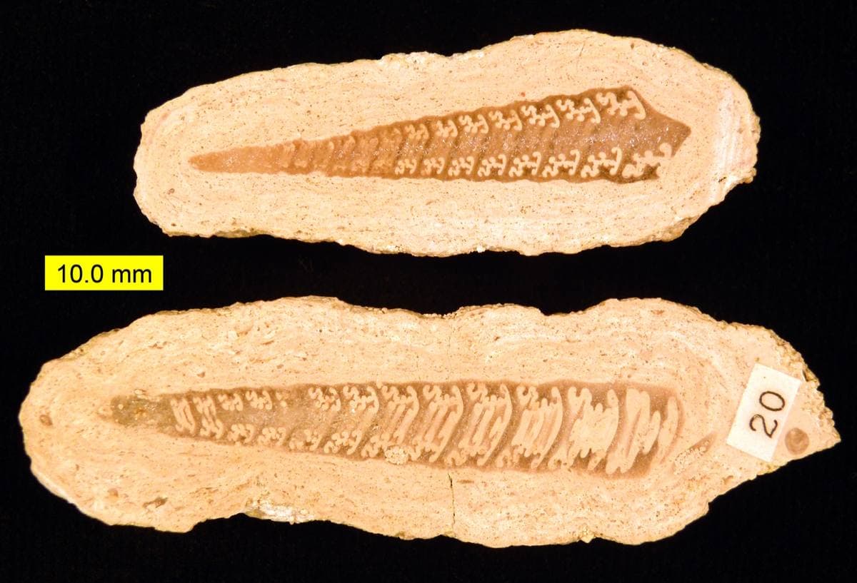 Agatized Algae fossil