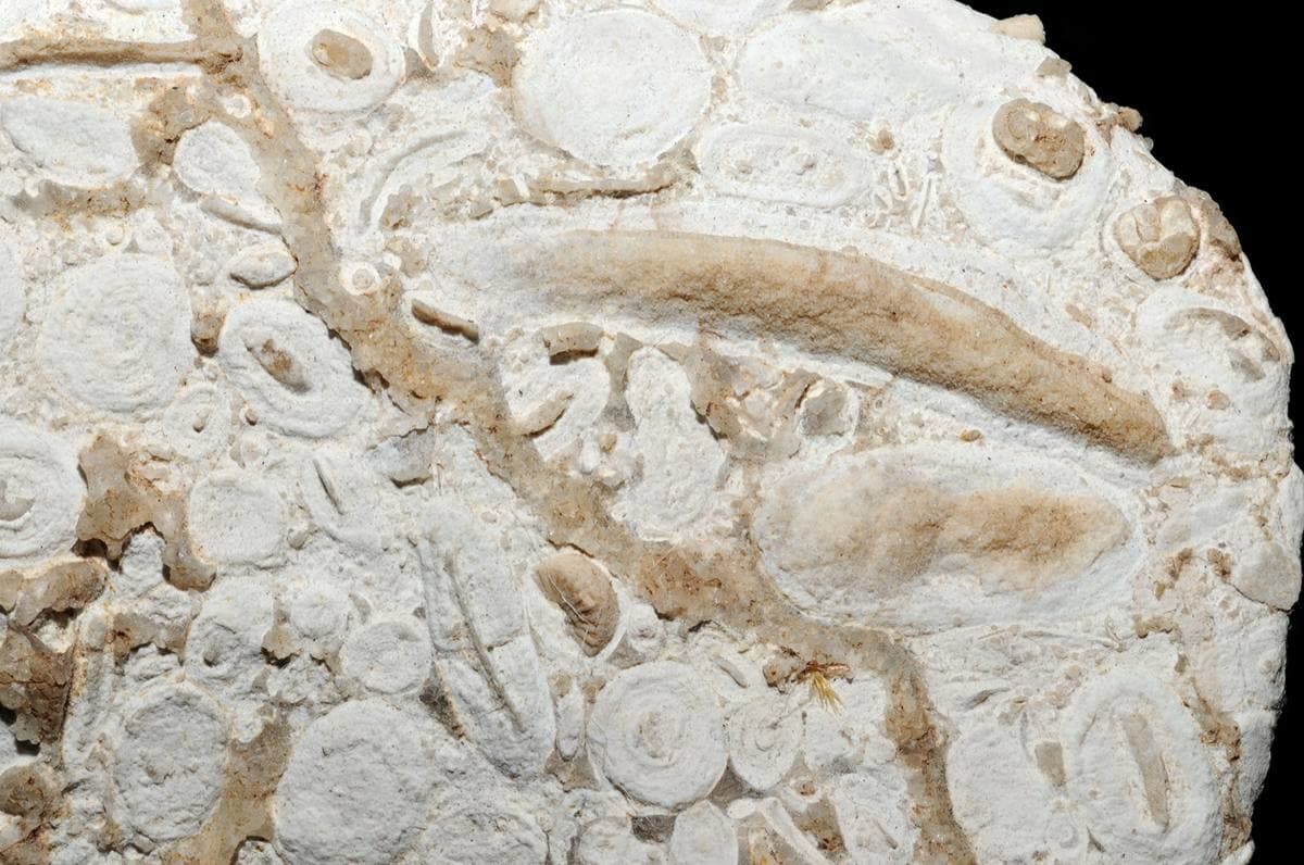 Agatized Algae fossil