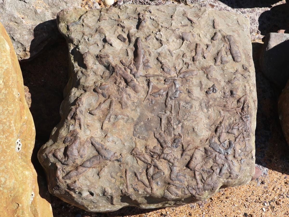 Claystone sedimentary