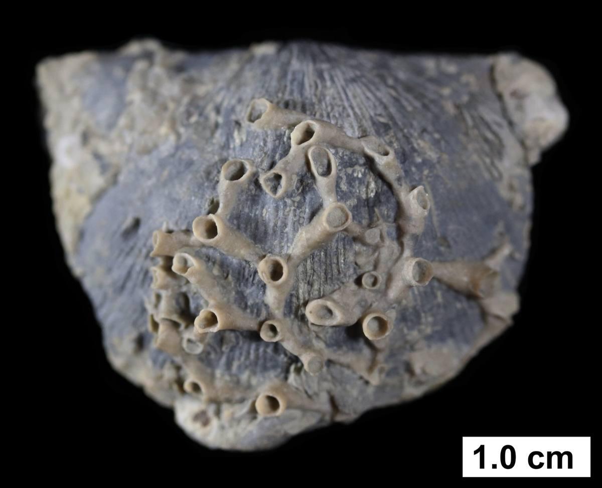 Fossilized Coral fossil