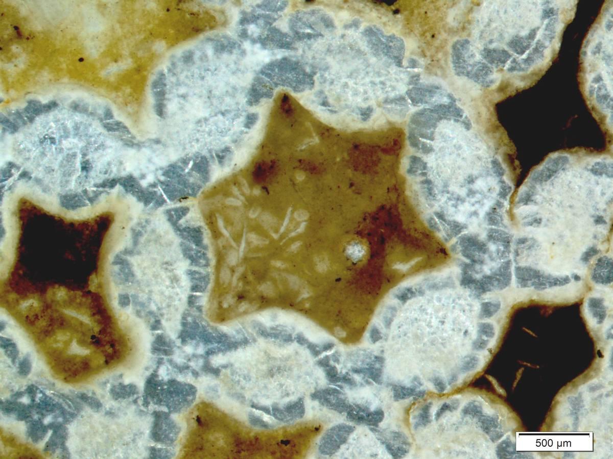 Fossilized Coral fossil