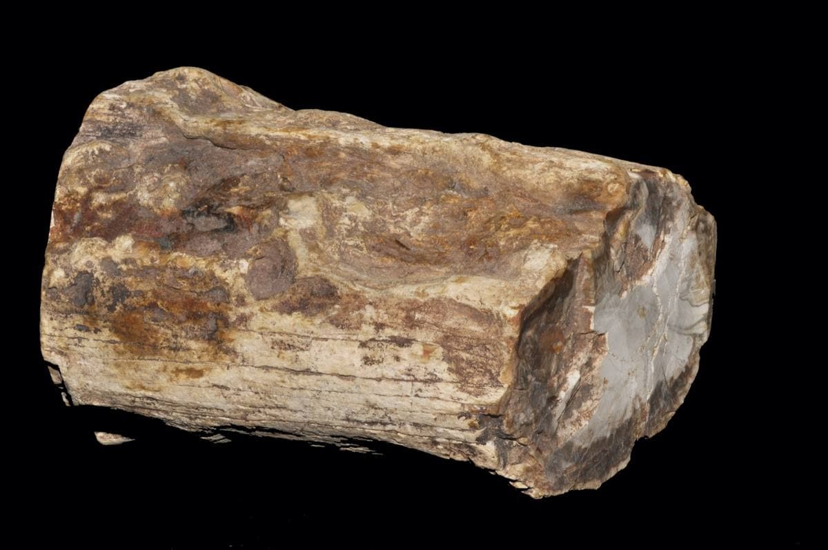 Fossilized Wood