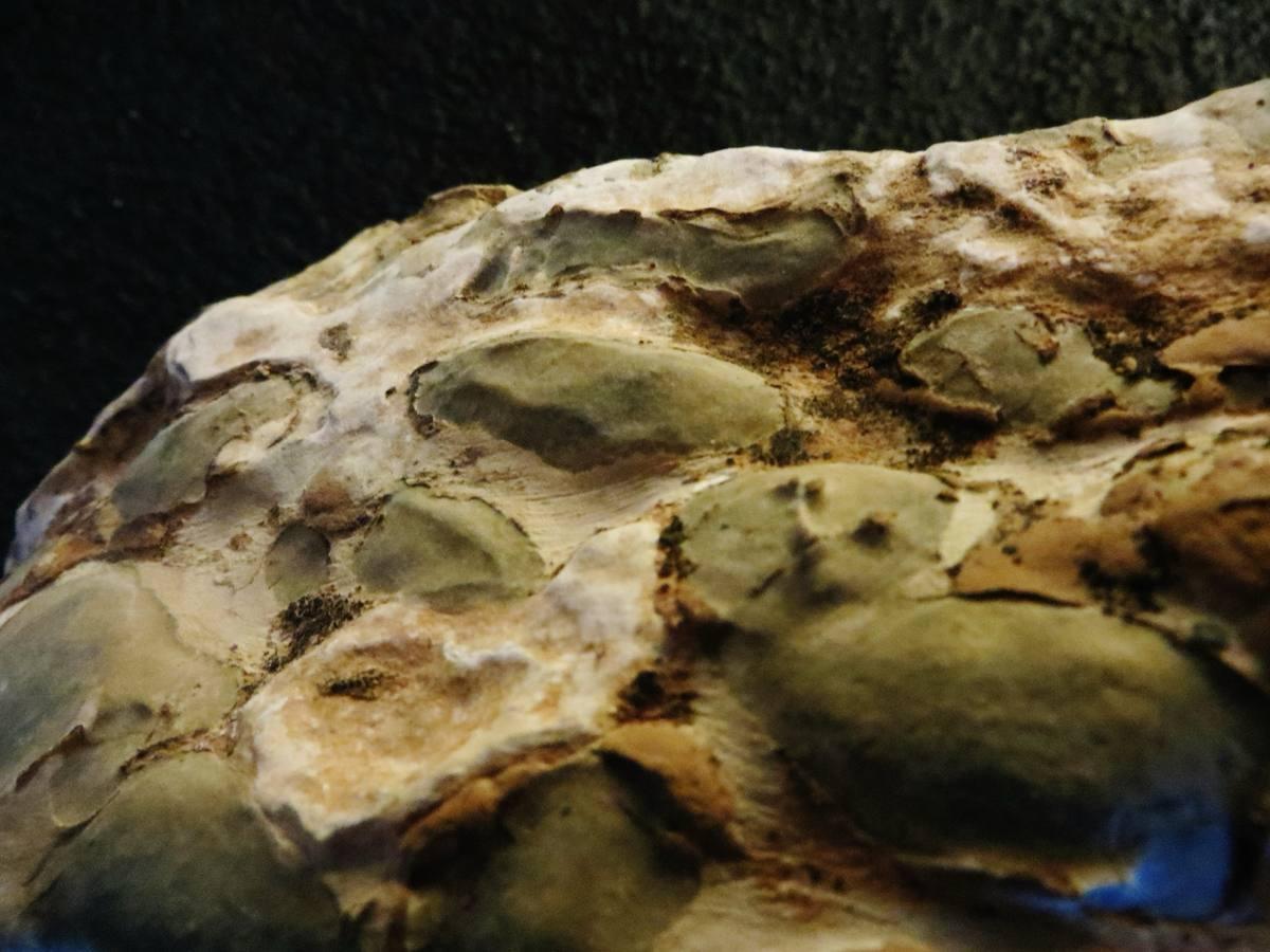 Kambaba Jasper fossil