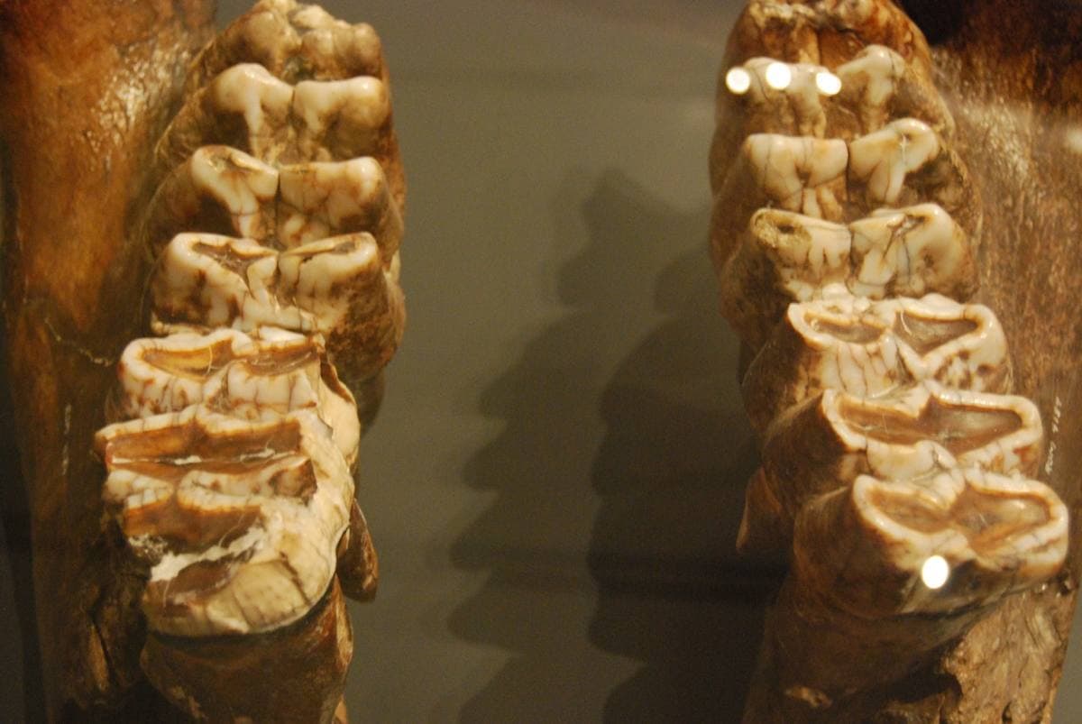 Mastodon Tooth