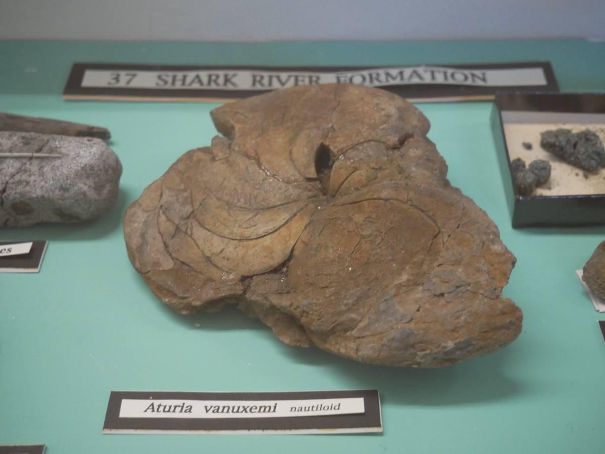 Nautiloid fossil