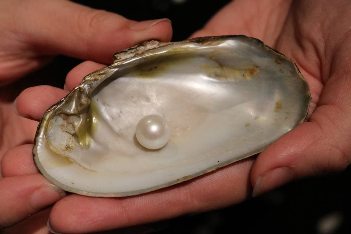Pearls fossil