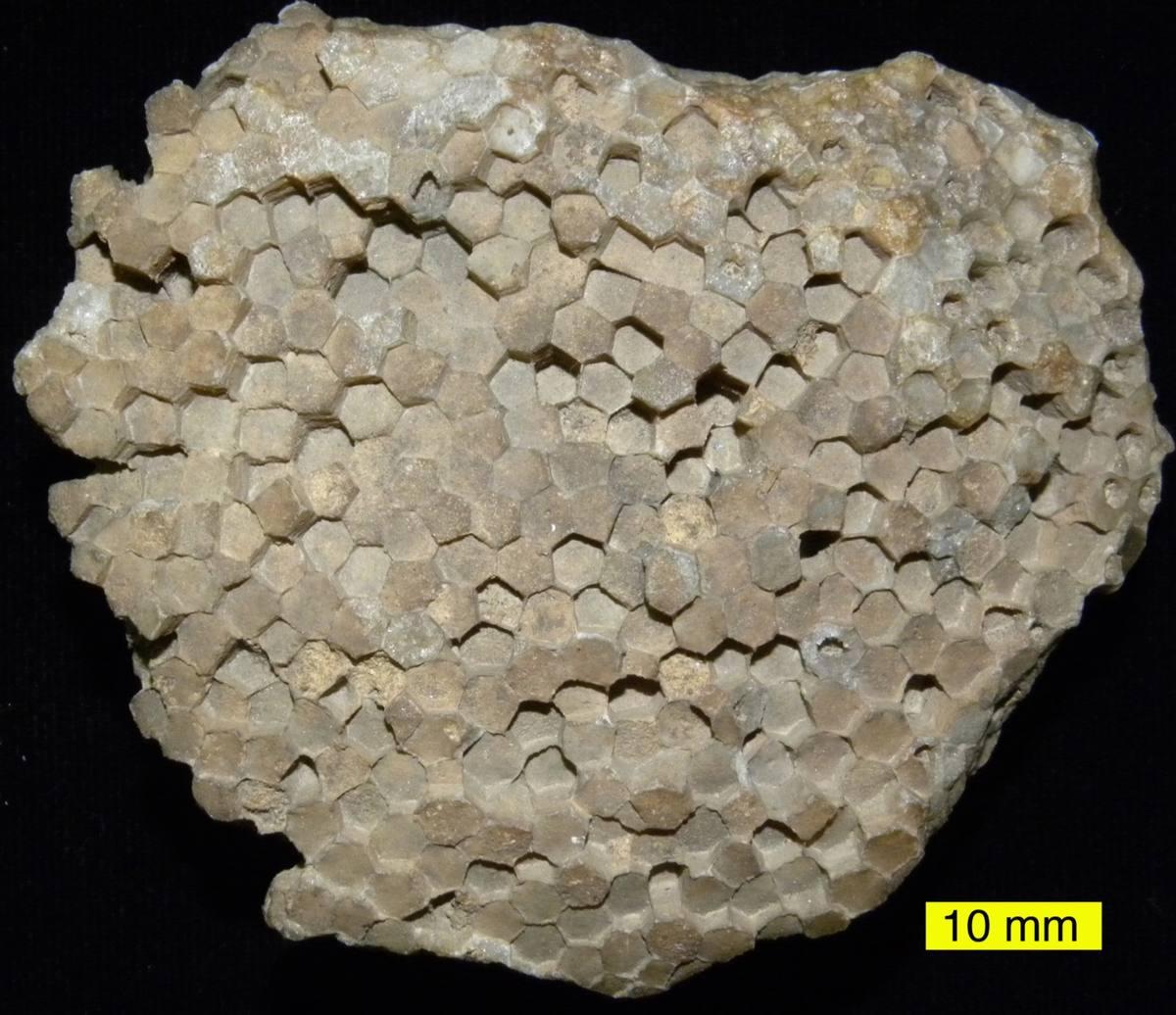 Petrified Coral fossil